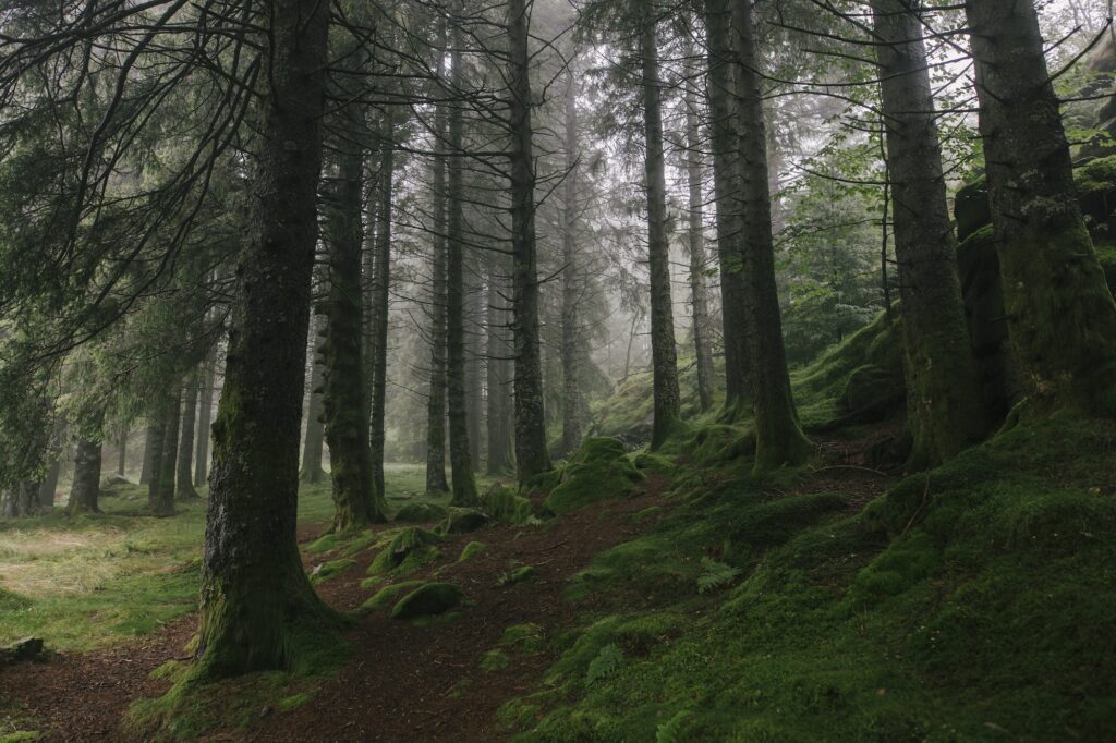 Moody Green Forest in Norway