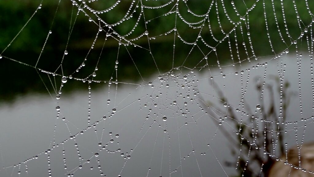spider web