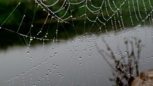 spider web